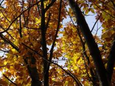 árbol-otoño